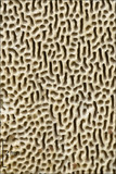 Trametes gibbosa image