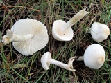 Lepiota erminea image