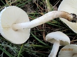 Lepiota erminea image