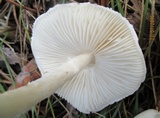 Lepiota erminea image