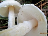 Lepiota erminea image