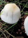 Lepiota erminea image