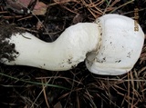 Agaricus arvensis image