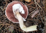 Agaricus arvensis image