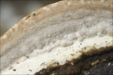 Trametes gibbosa image