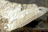 Trametes gibbosa image