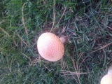 Amanita muscaria f. guessowii image