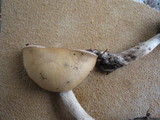 Psilocybe merdaria image