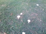 Amanita muscaria f. guessowii image