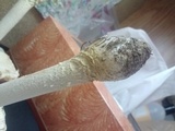 Amanita muscaria f. guessowii image