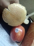 Amanita muscaria f. guessowii image