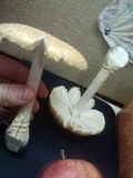 Amanita muscaria f. guessowii image