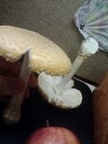 Amanita muscaria f. guessowii image
