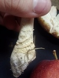 Amanita muscaria f. guessowii image