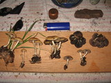 Psilocybe merdaria image