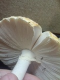 Amanita muscaria f. guessowii image