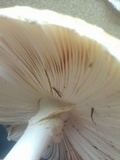Amanita muscaria f. guessowii image