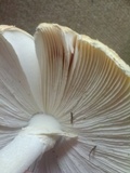 Amanita muscaria f. guessowii image