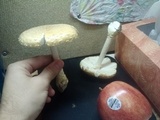 Amanita muscaria f. guessowii image