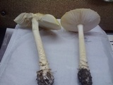 Amanita muscaria f. guessowii image