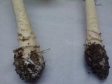 Amanita muscaria f. guessowii image