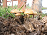 Psilocybe merdaria image