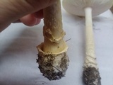 Amanita muscaria f. guessowii image