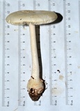 Amanita roseitincta image