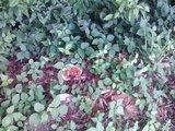 Ganoderma sessile image