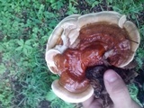 Ganoderma sessile image