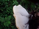 Ganoderma sessile image