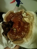 Ganoderma sessile image