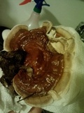 Ganoderma sessile image