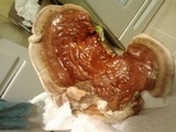 Ganoderma sessile image