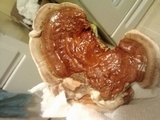 Ganoderma sessile image