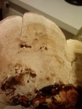 Ganoderma sessile image