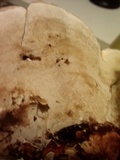 Ganoderma sessile image