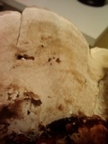 Ganoderma sessile image
