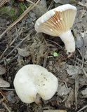 Lactarius sumstinei image