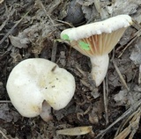 Lactarius sumstinei image
