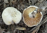 Lactarius sumstinei image