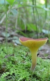 Phylloporus rhodoxanthus image