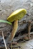 Heimioporus betula image