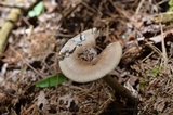 Amanita rhacopus image