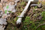 Amanita rhacopus image
