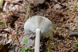 Amanita rhacopus image