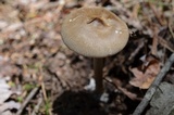 Amanita rhacopus image