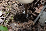 Amanita rhacopus image