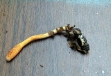 Cordyceps cardinalis image