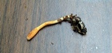 Cordyceps cardinalis image